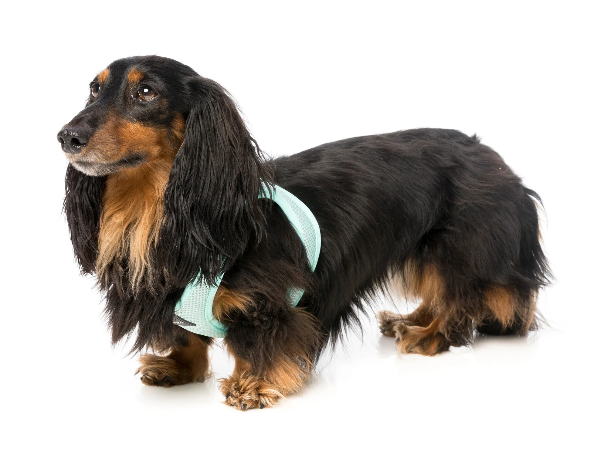 Mint - Step in Harness Green