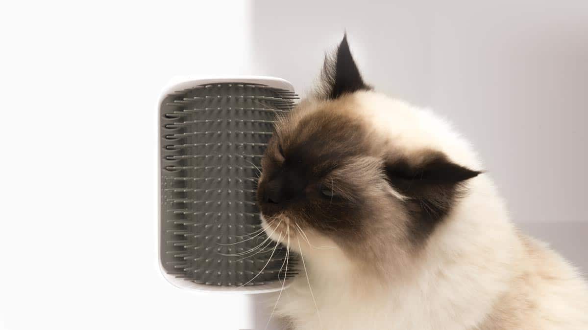 Self Groomer