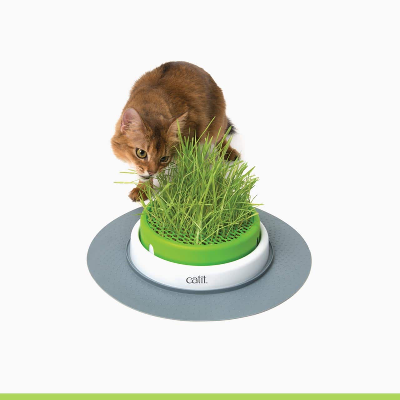 Senses Grass Planter