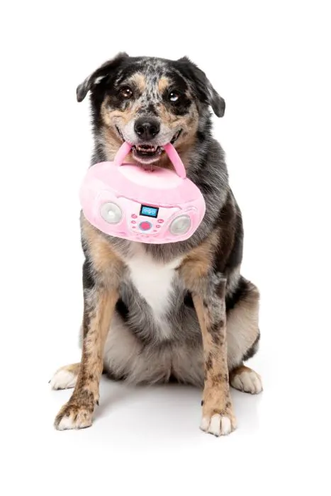Dog Toy - Portable CD Player