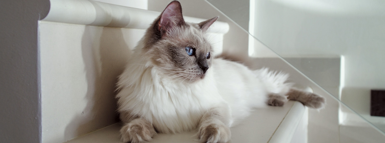 Adult Weight Control Cat Food | Chicken