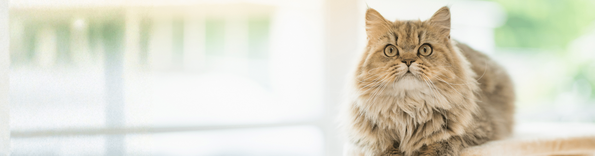 Nutrience Care Hairball Control Cat Food