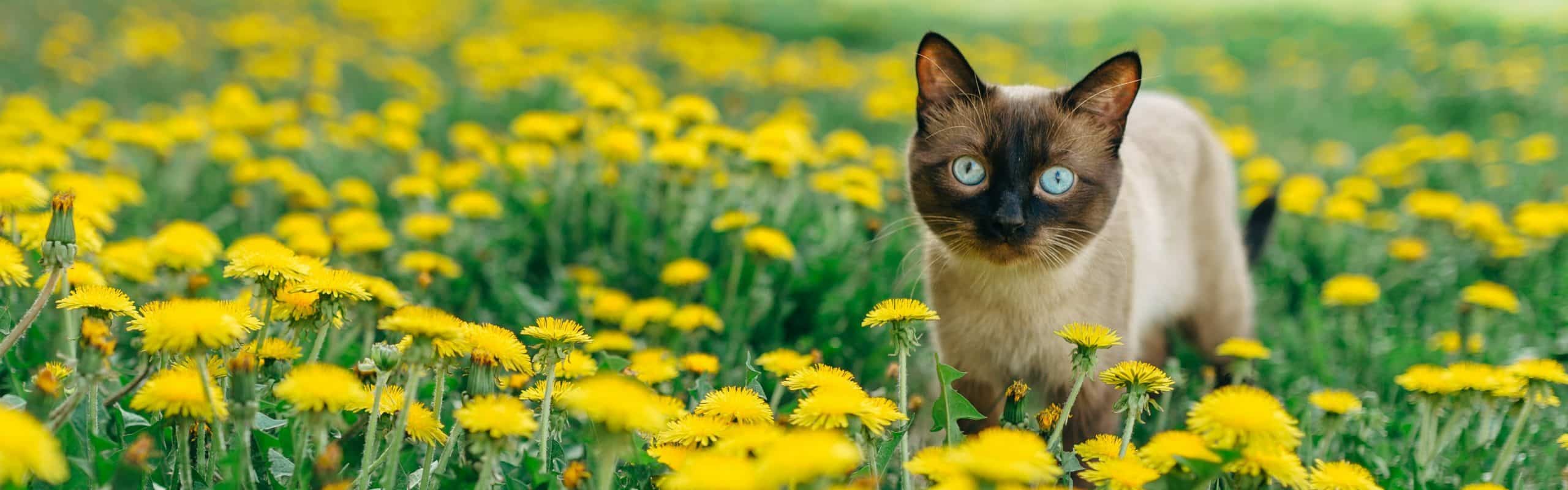 Chicken Pâté for Cats