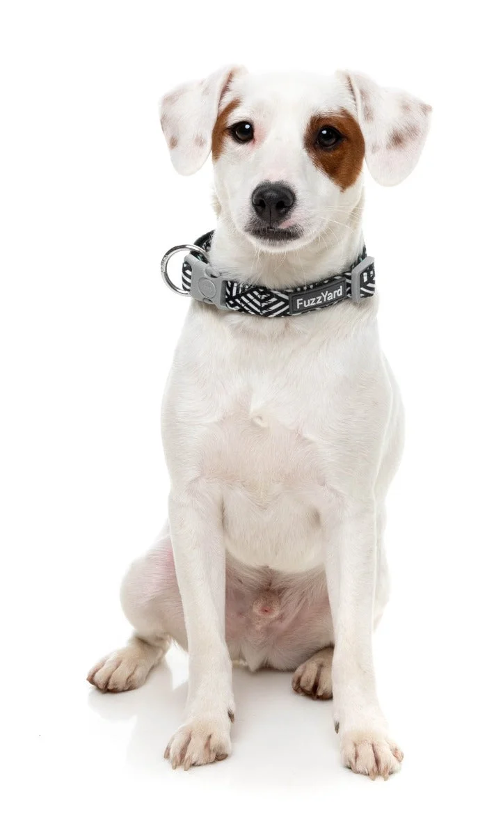 Fitzroy - Dog Collar