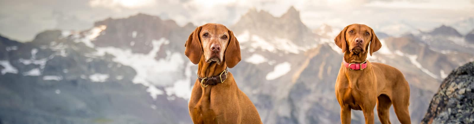 Freeze-Dried Beef Liver Treats for Dogs