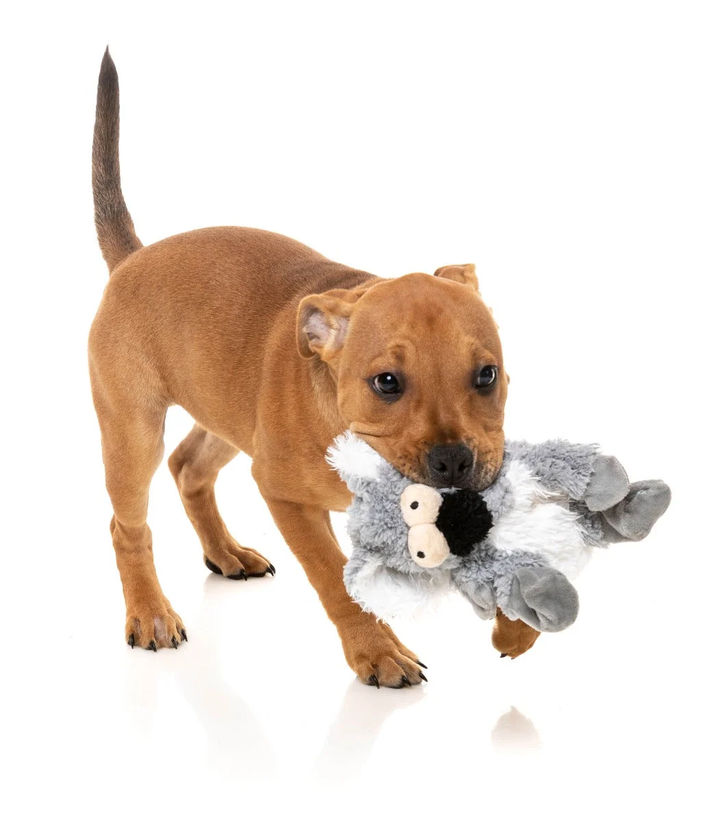 Dog Toy Flat Out Nasties - Kana the Koala