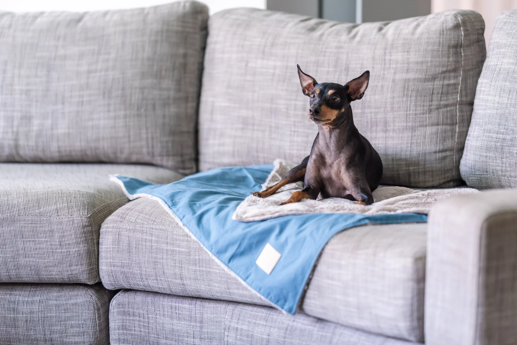FuzzYard Life Pet Blanket - French Blue