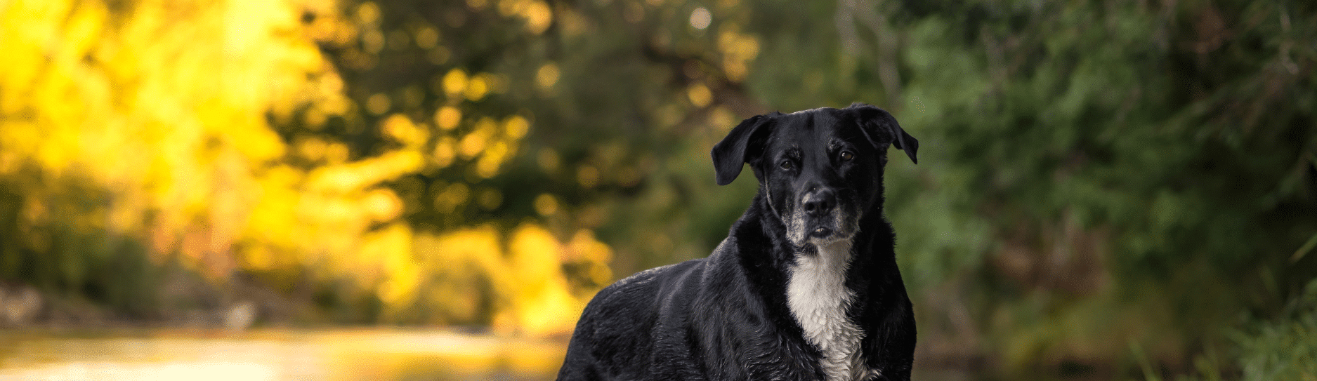 Calm & Comfort – Wet Dog Food