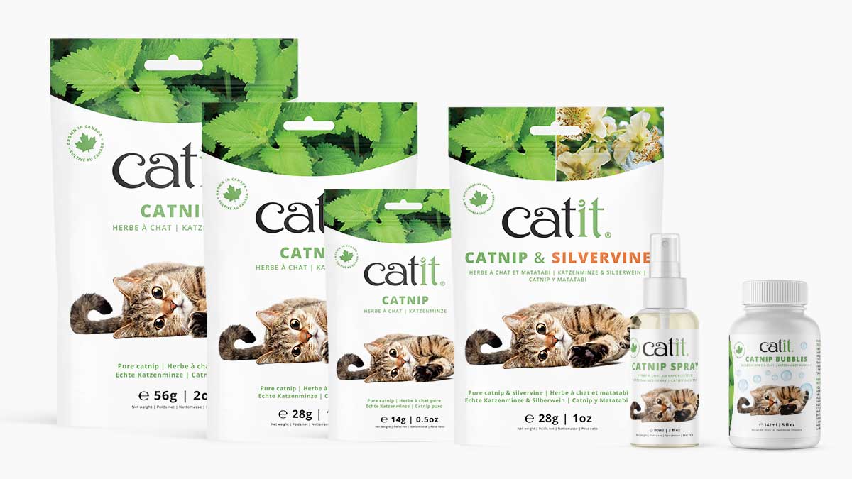 Catnip