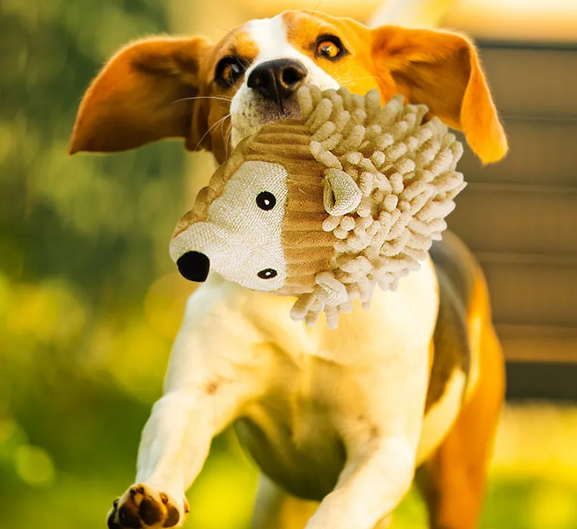 BRINQUEDO PARA CÃO TOY- OURIÇO