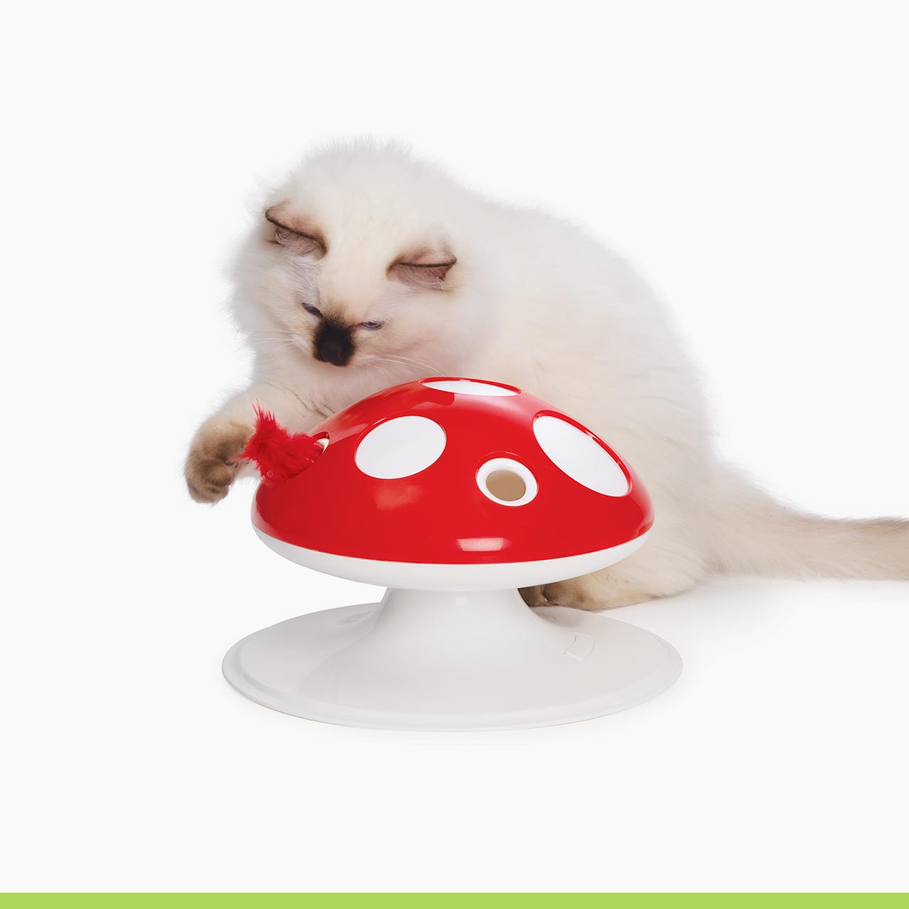 Senses Mushroom