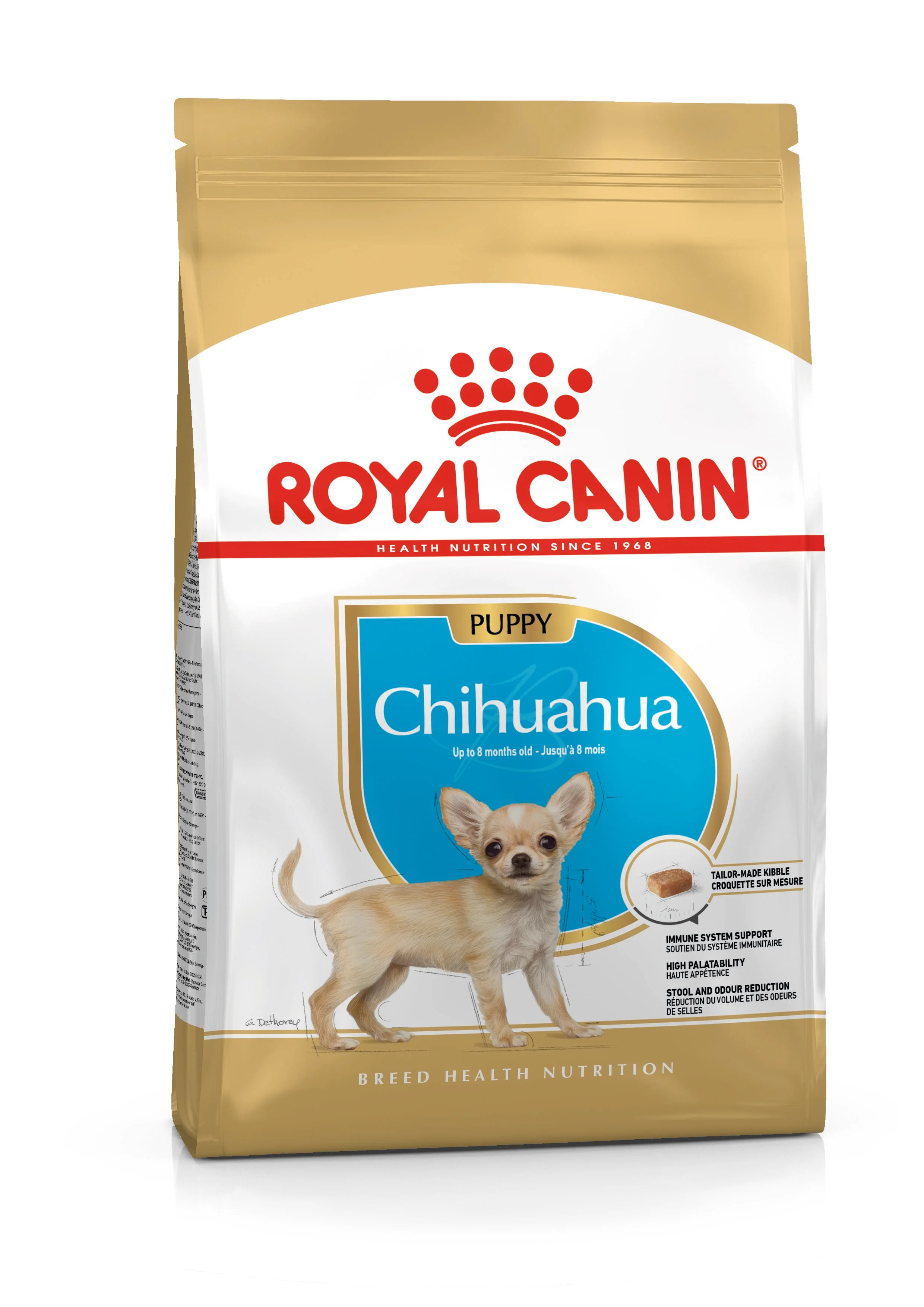 Chihuahua Puppy