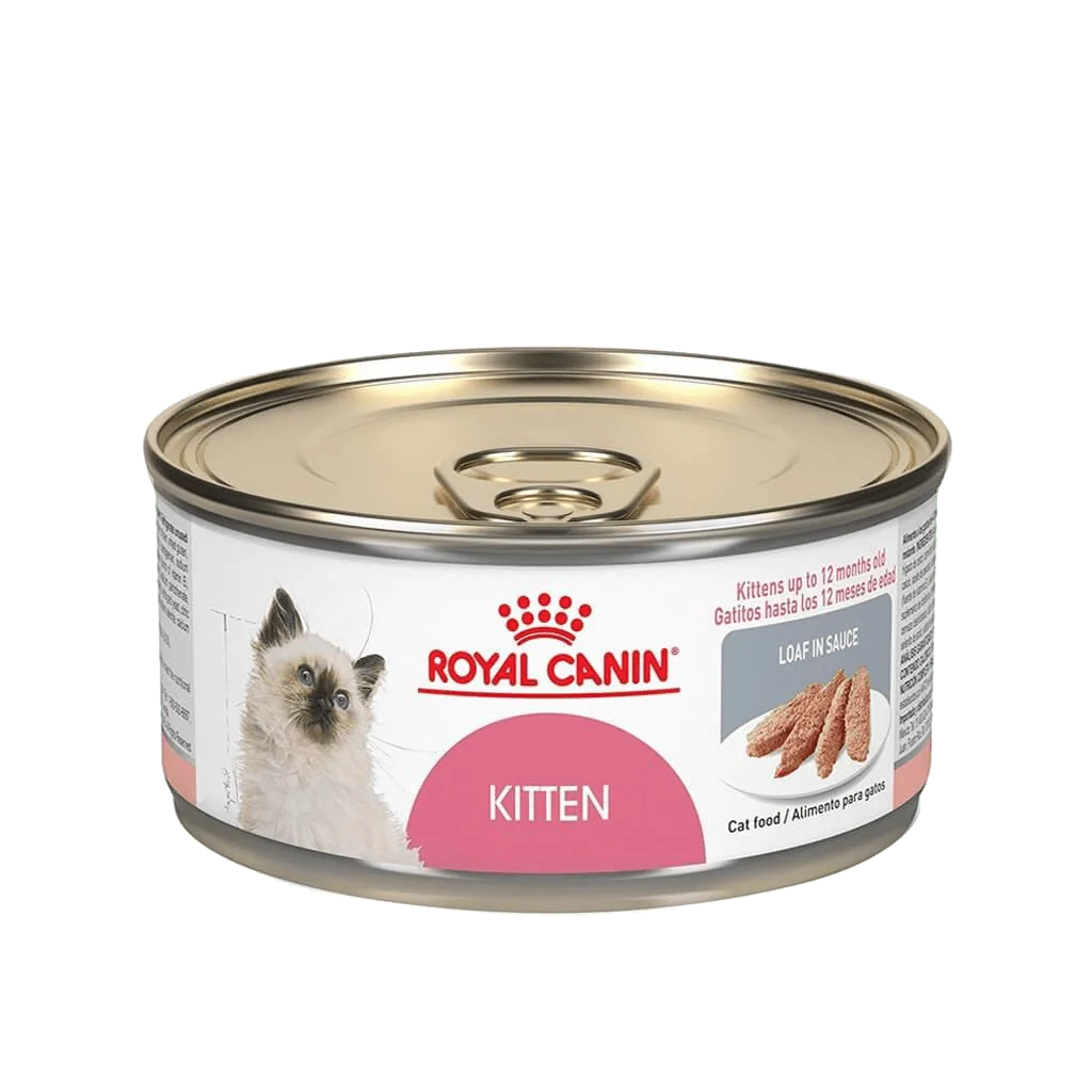 Kitten