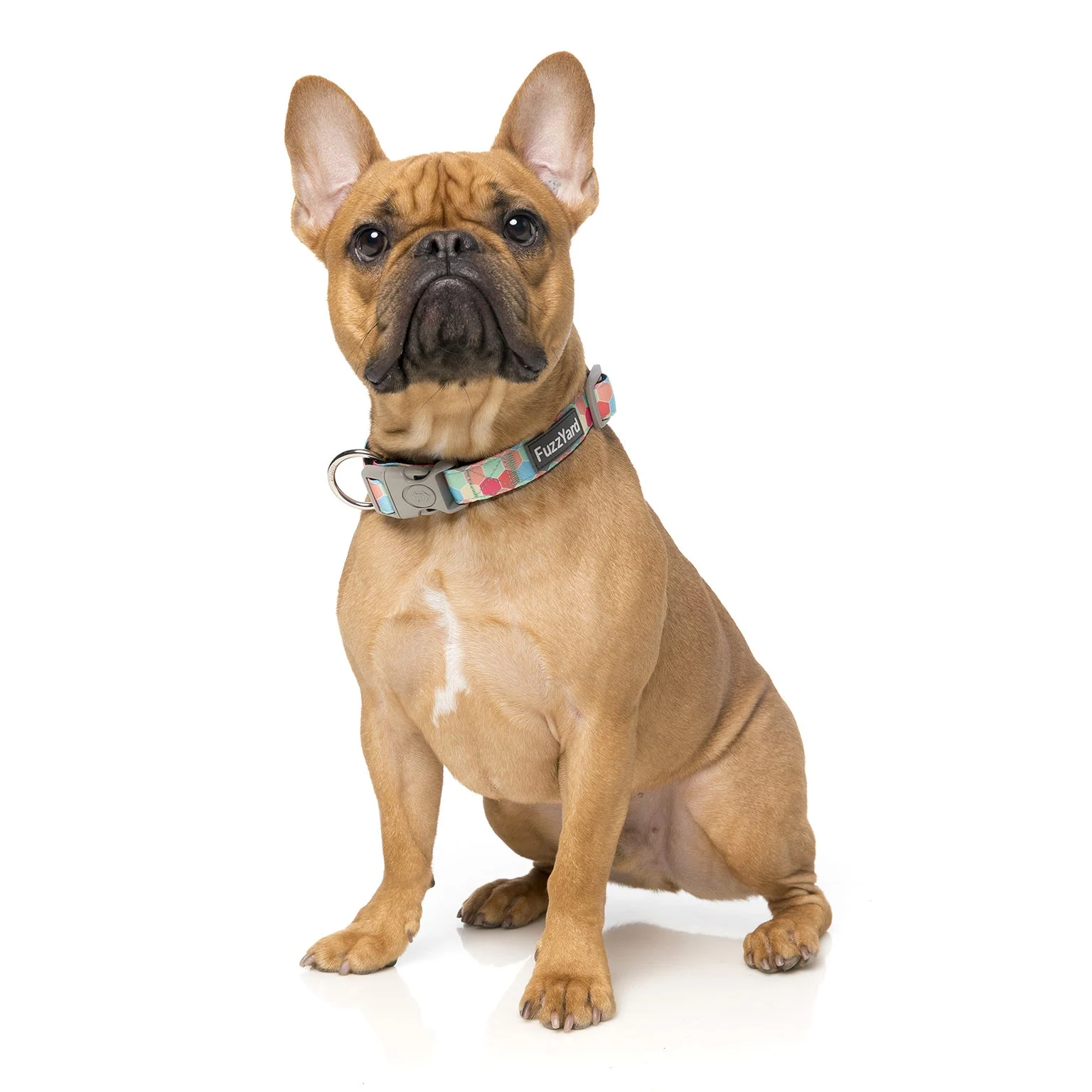 The Hive Dog Collar