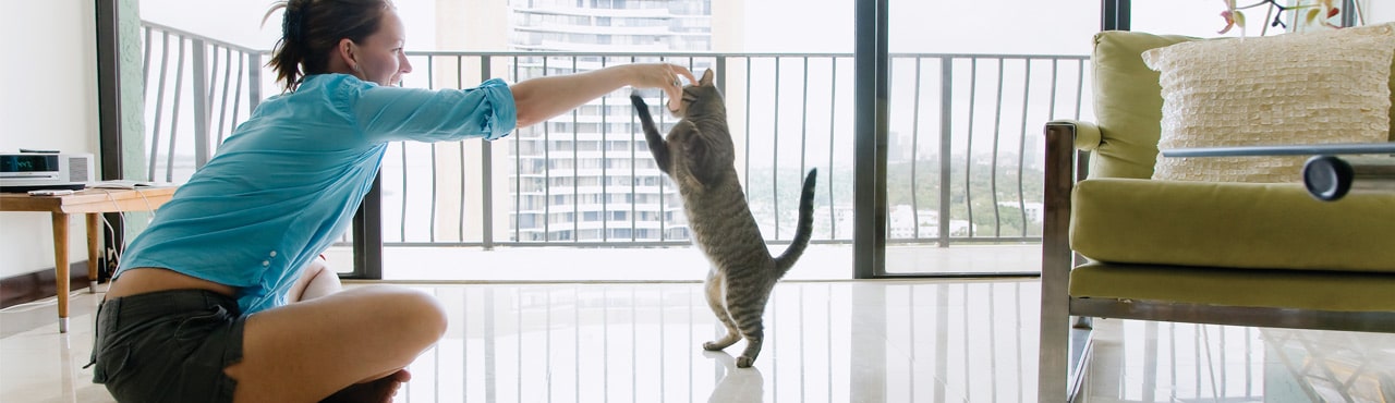 Grain Free Indoor Cat Food Turkey, Chicken & Duck