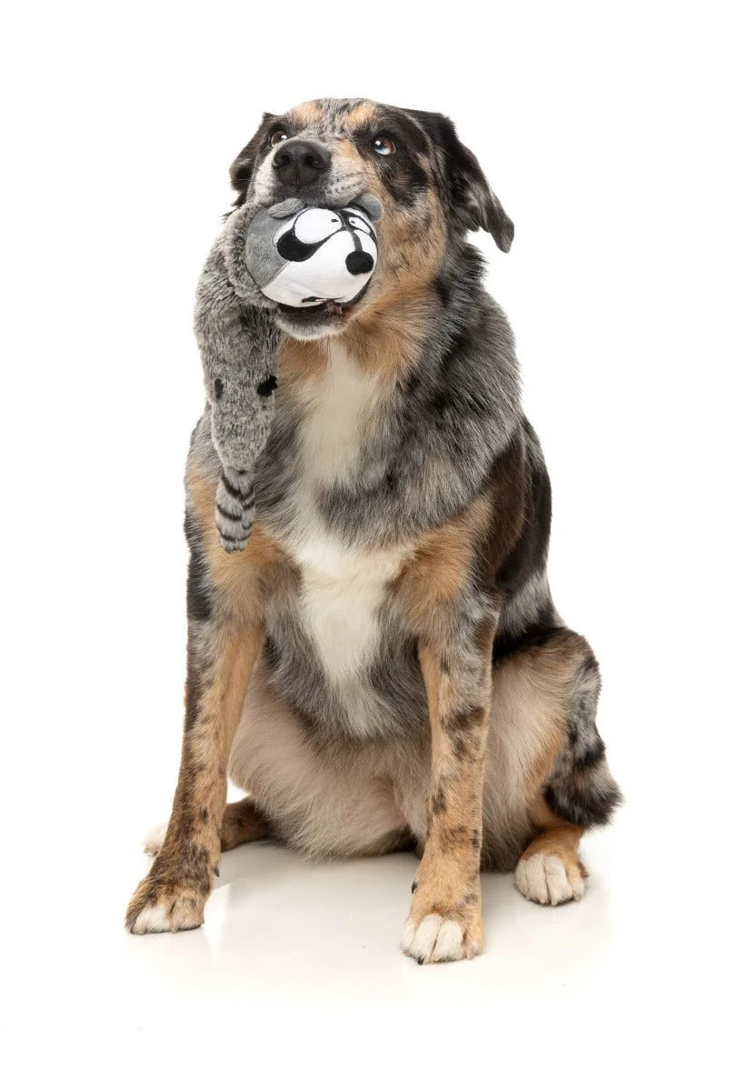 Run Along Raccoon - The Yeetz - Dog Toy