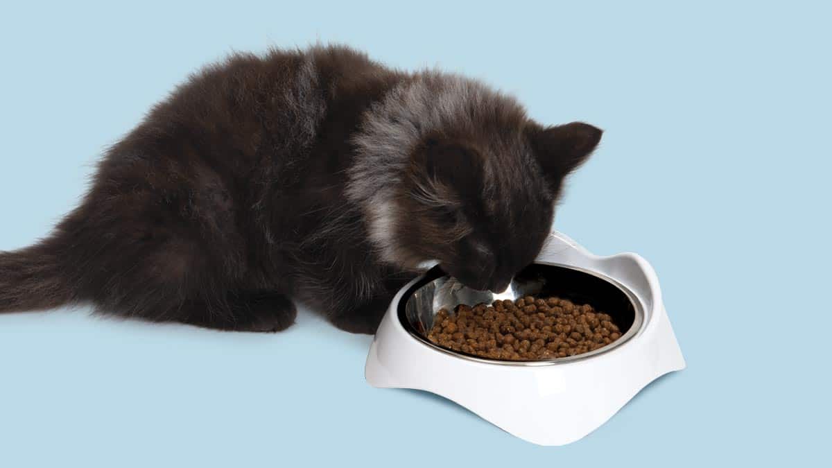 PIXI Feeding Dishes