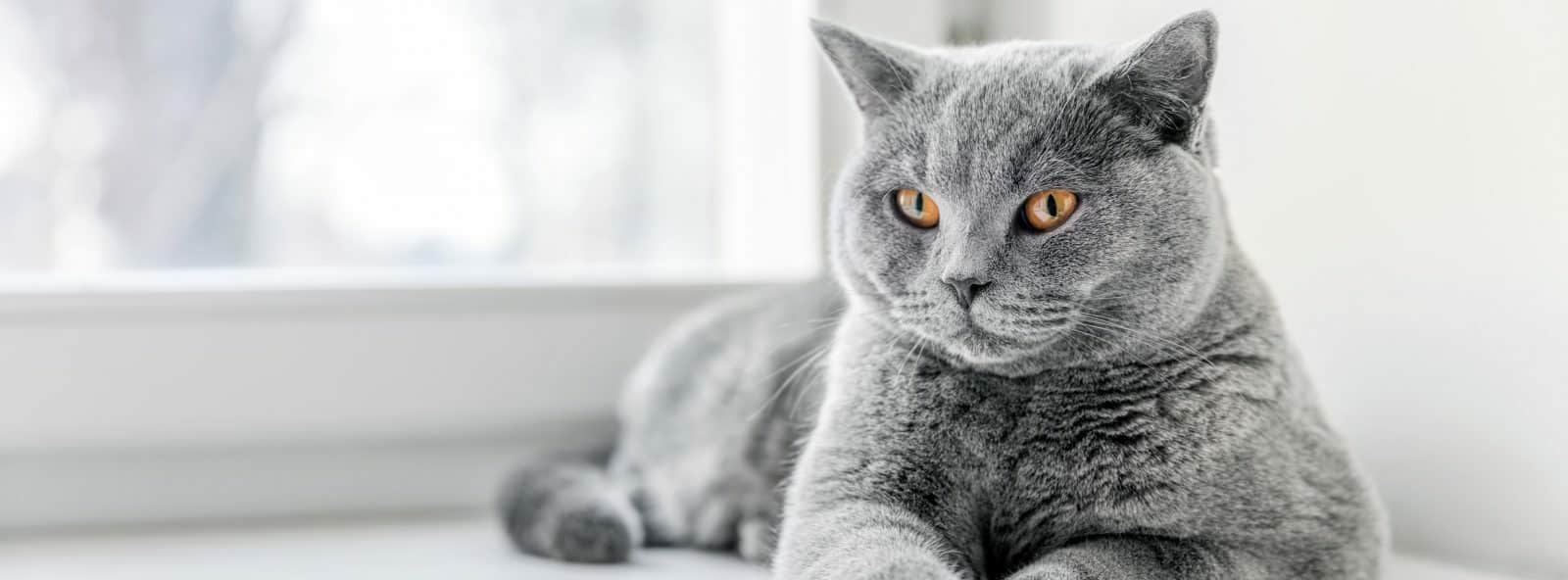 Nutrience Care Weight Management Food for Cats