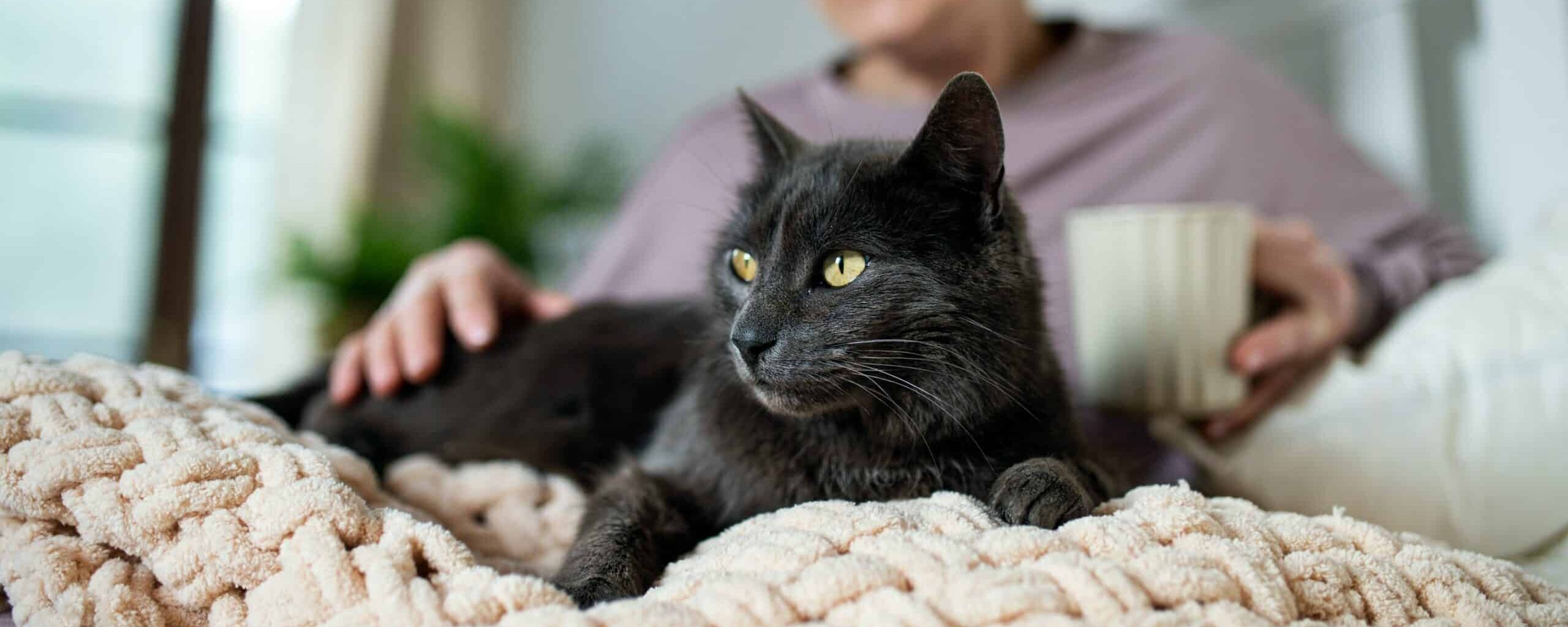 Healthy Senior Cat Food | Chicken