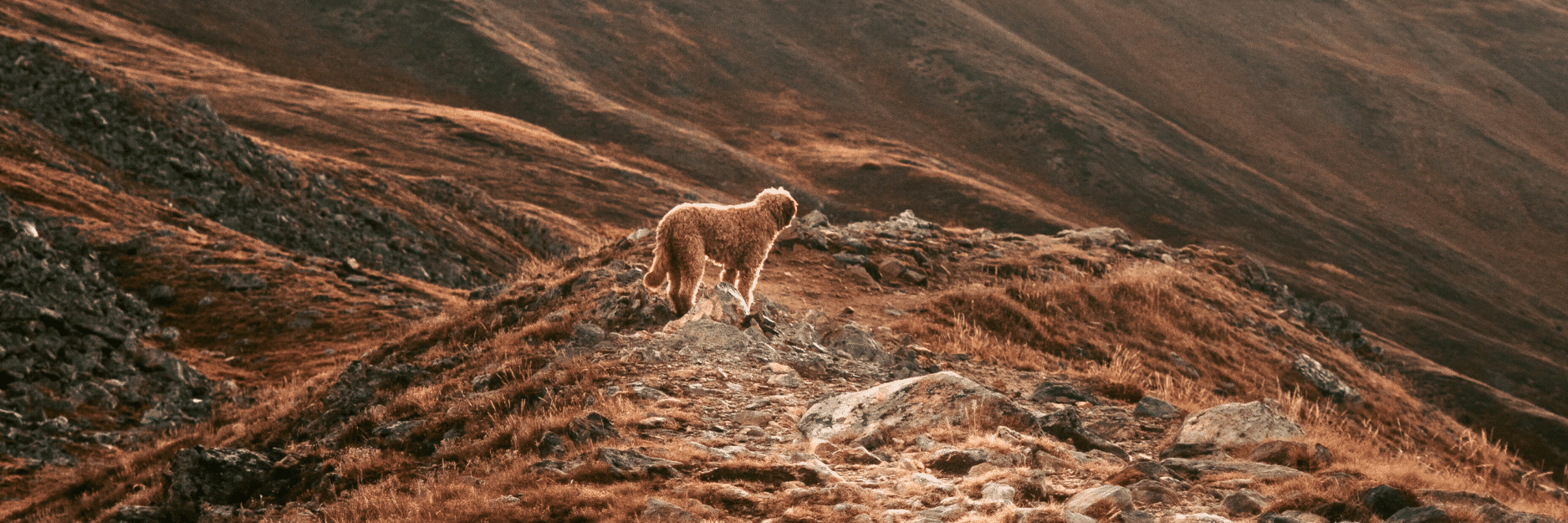 Chicken Meal with Brown Rice – Large Breed Dog Food