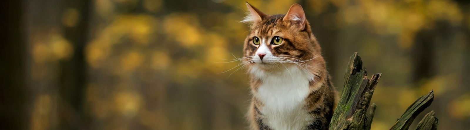 Healthy Adult Cat Food | Chicken