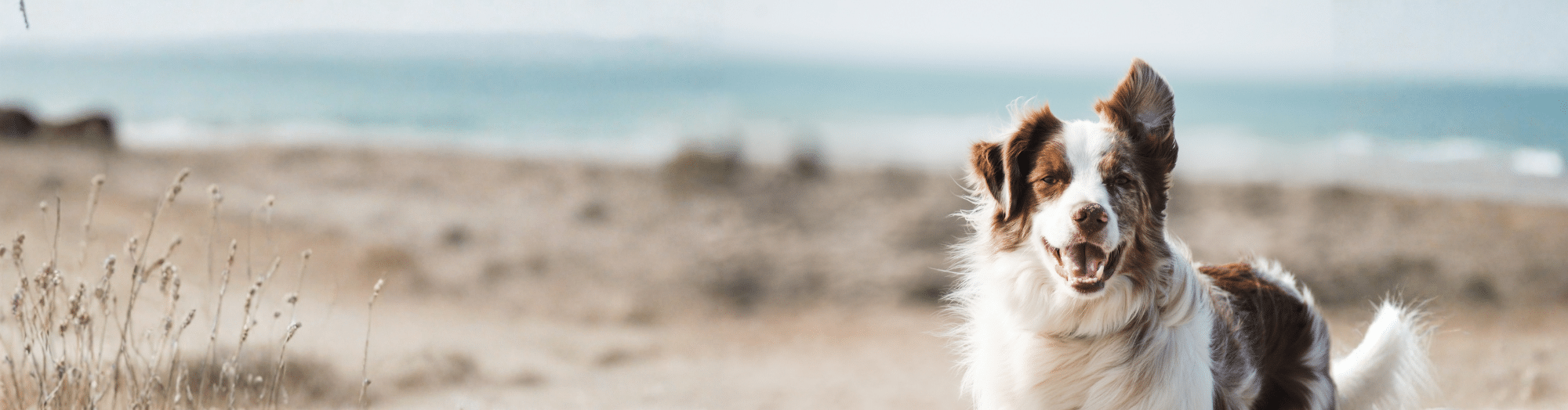 Care Oral Health – Dental Food for Dogs