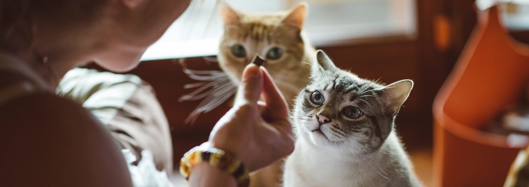 Chicken, Chicken Liver & Duck Freeze Dried Cat Treats