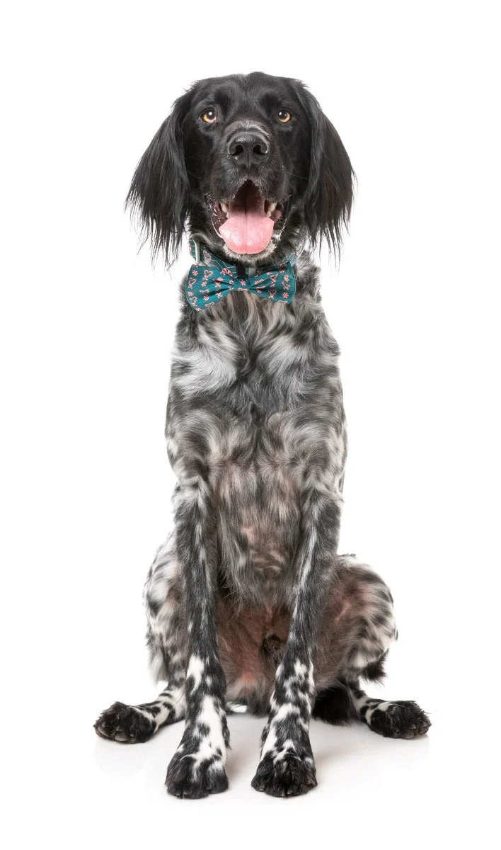 I Heart Candy Canes - Dog 2 Pack