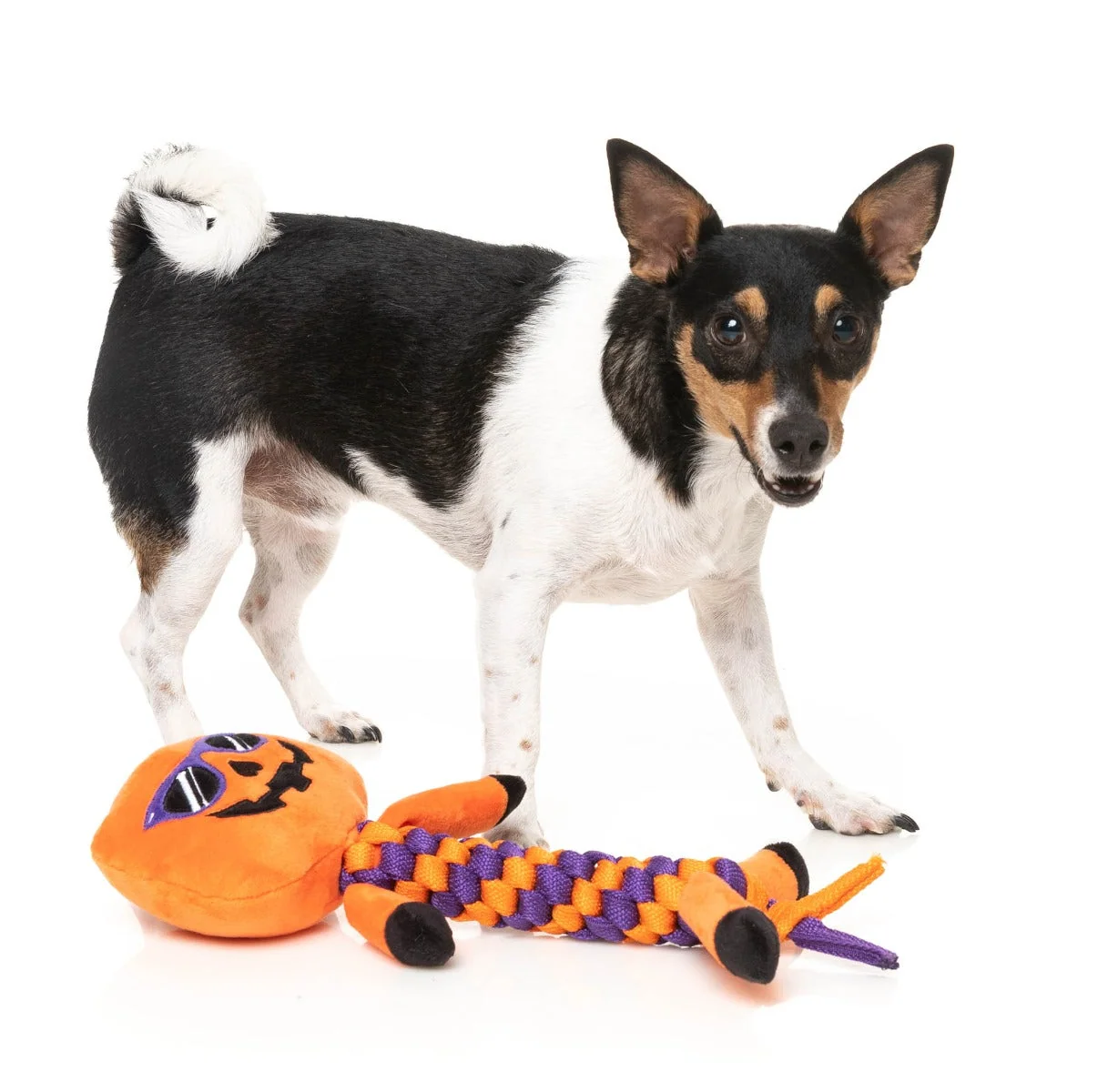 Gourdan Ramsay - Dog Toy