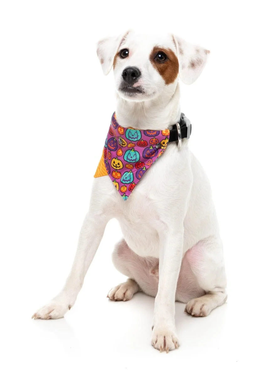 Oh My Gourd! - Dog 2 Pack