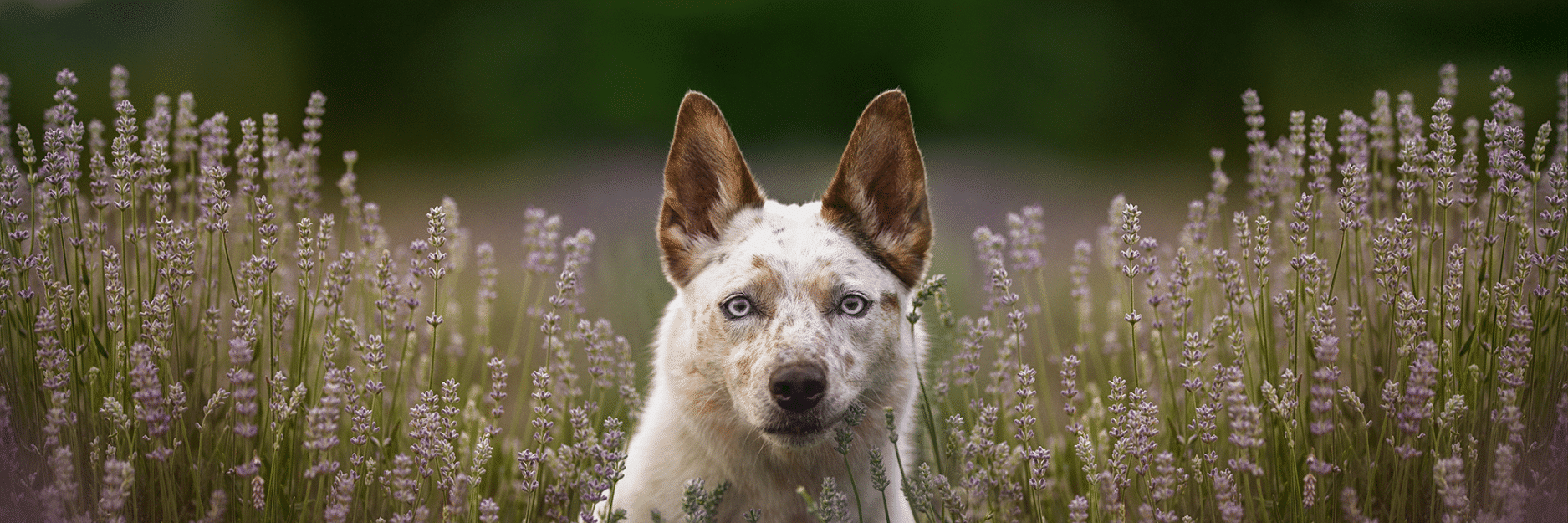 Infusion Pâté with Yorkshire Pork – Wet Dog Food