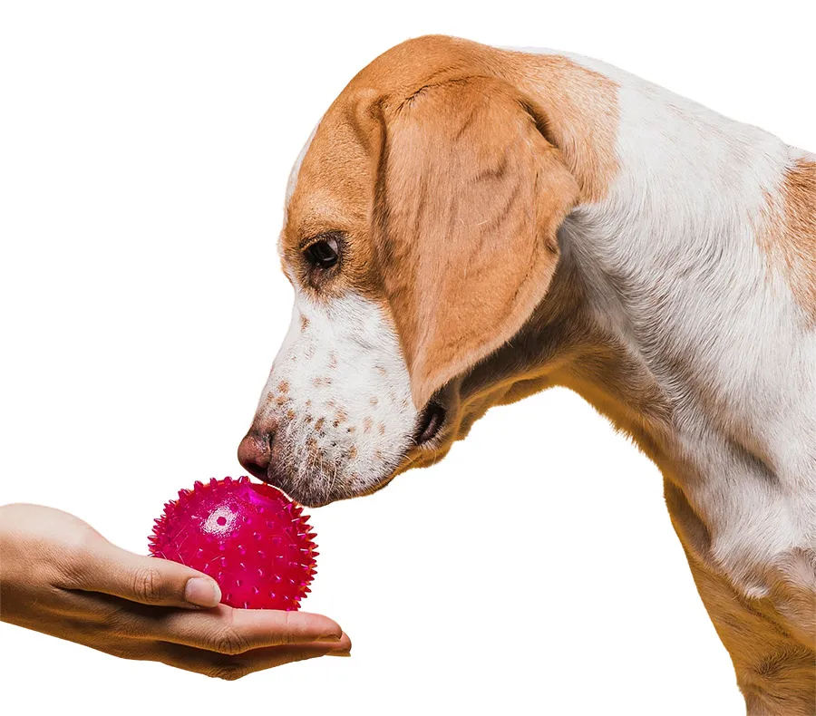 FLASH BALL - BOLA PISCANTE P/ CÃES P