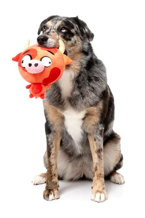 Dog Toy - Moo-hammad Ali