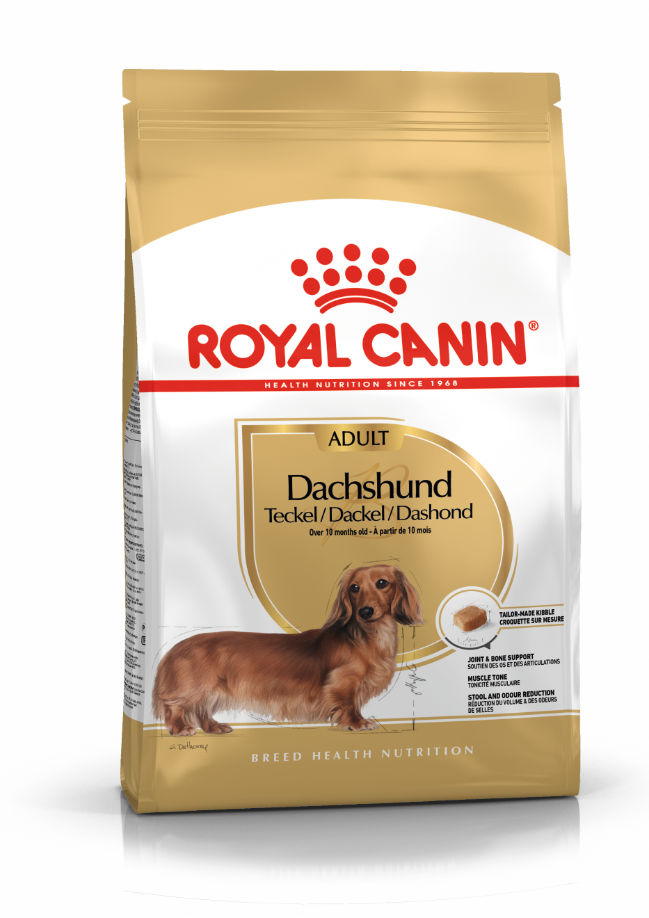 Dachshund adulto