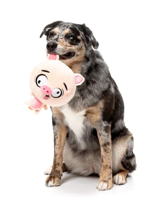 Dog Toy - Snoop Hogg