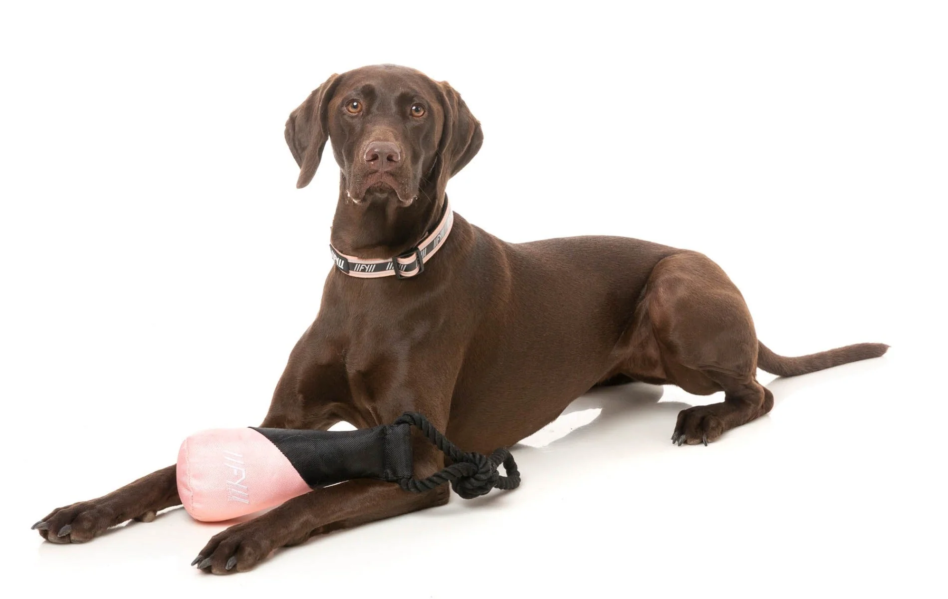 FY Active Fetch N Float Dog Toy - Peach