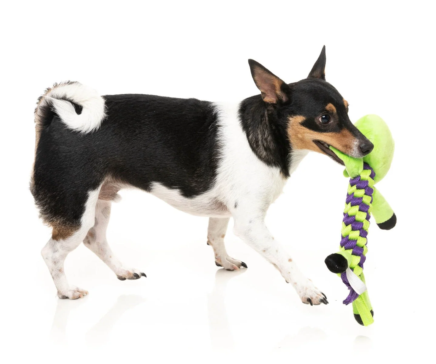 Bone Affleck - Dog Toy