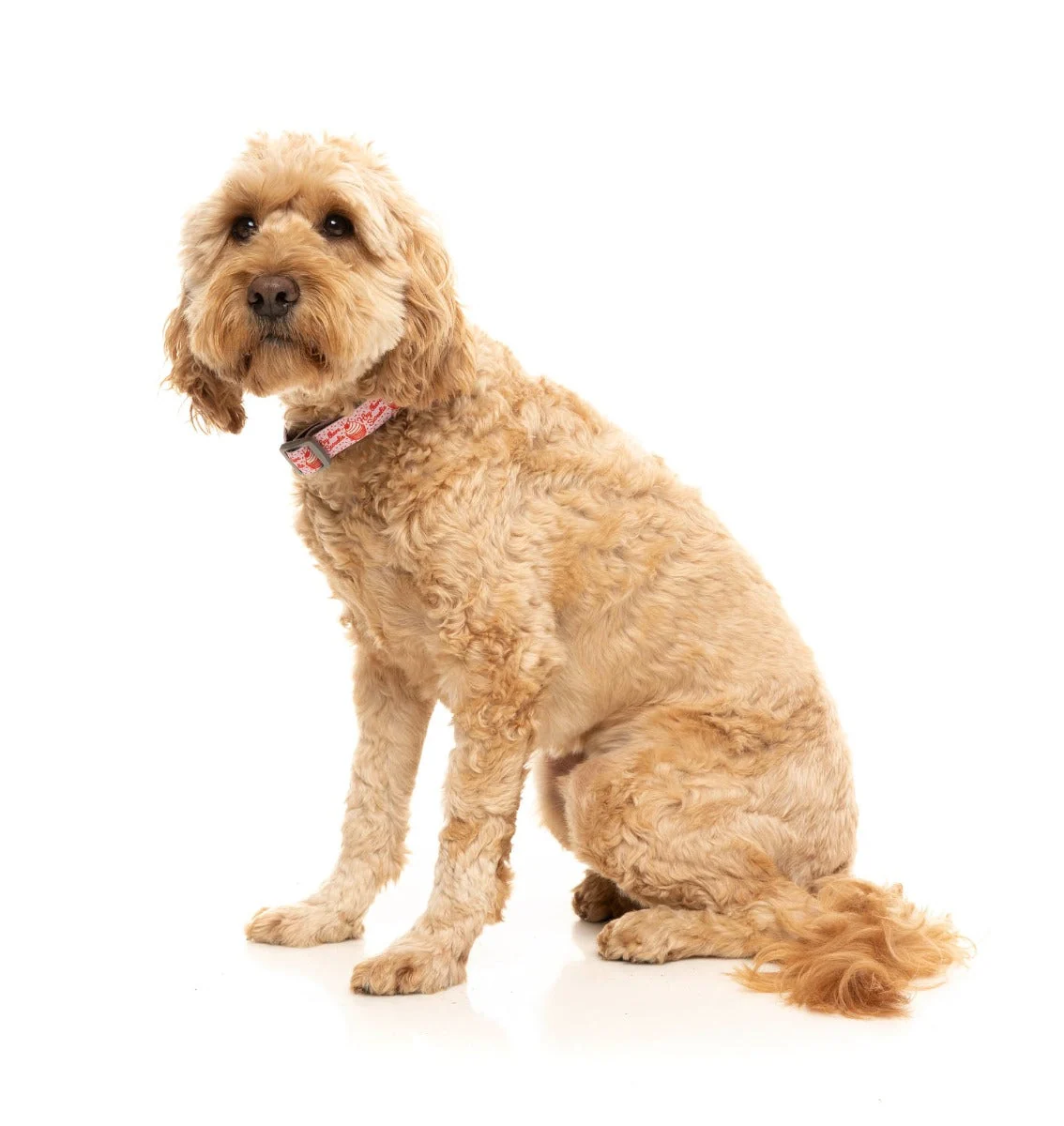 Hey There Sweetie - Dog Collar
