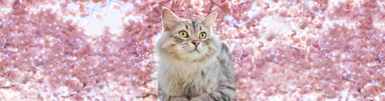 Nutrience Care Urinary Health Cat Food